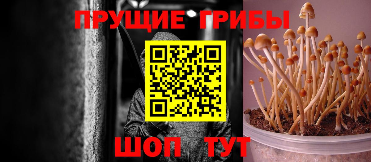 Киреевск  Галлюциногенные грибы Psilocybe  Вход с VPN 